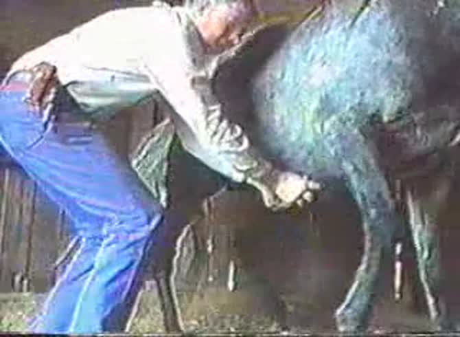 Video :Gay jacking off horse dick in the farm